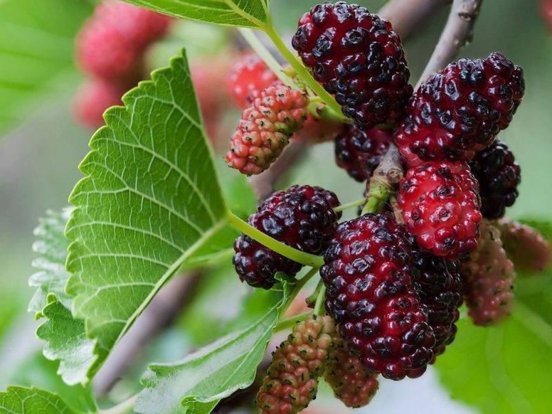 Шелковица купить саженцы из питомнике в Новошахтинске