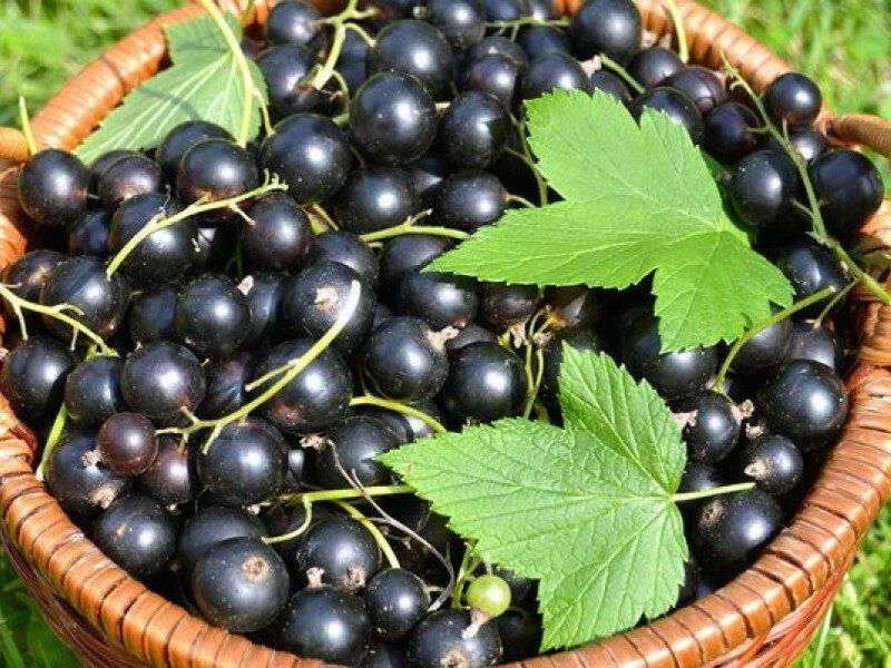 Смородина купить саженцы из питомника в Новошахтинске