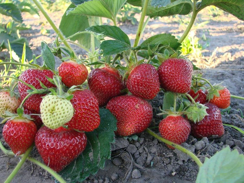 Клубника купить саженцы из питомника в Новошахтинске