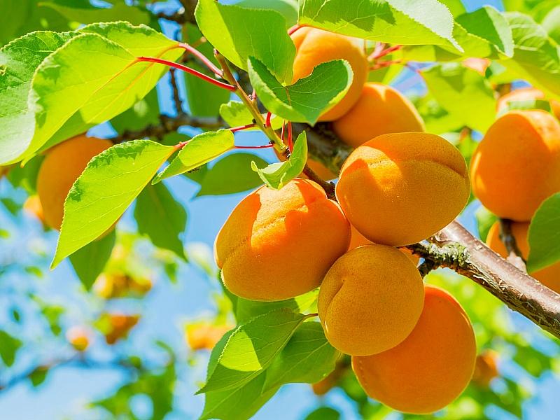 Абрикос купить саженцы из питомнике в Новошахтинске