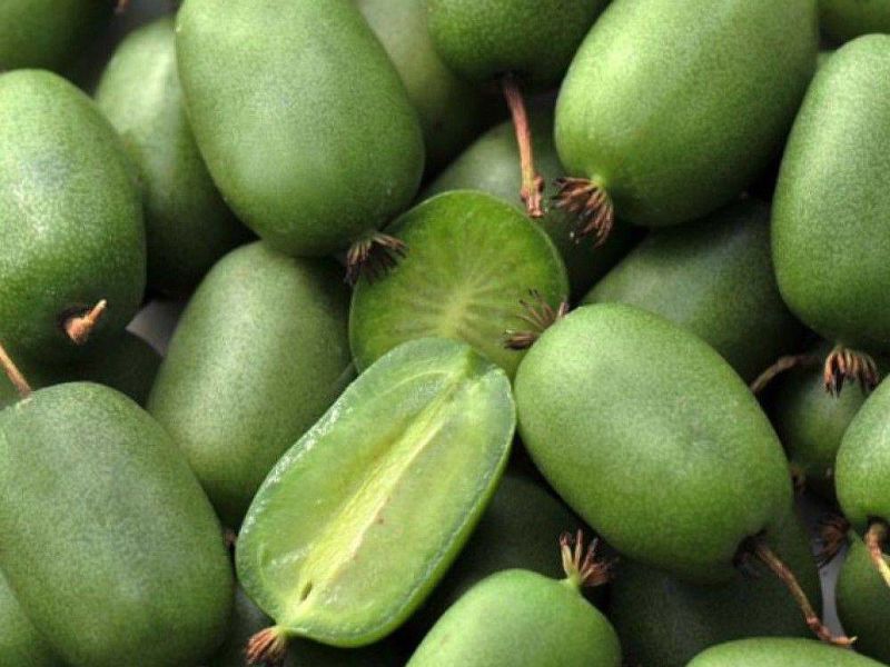 Актинидия купить саженцы из питомнике в Новошахтинске