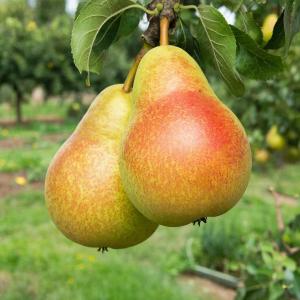 Груша Бере "ЖИФФАР" летняя