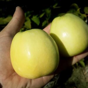 Яблоня "ГОЛДЕН ДЕЛИШЕС"