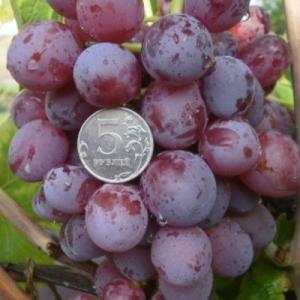 Виноград "МАСТЕР"